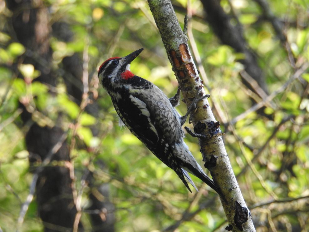 Red naped sapsucker