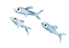 Grey Fish