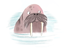 Walrus